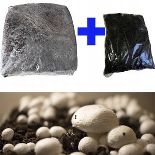 Huby na pestovanie - Mycélium bielej huby Planto kocka
