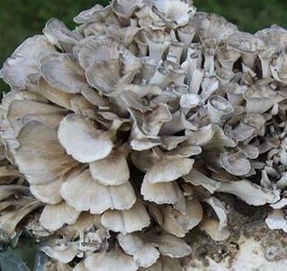 Huby na pestovanie - MAITAKE pripravený substrát na mycélium 3 kg