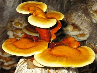 Huby na pestovanie - REISHI Ganoderma lucidum hotový substrát 3kg HUBY
