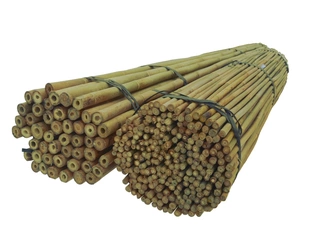 BAMBOO STĹPY 240 cm 22/24 mm / 50 ks, bambus